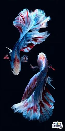 siamese fighting fish,betta splendens,betta fish,fighting fish,betta,ornamental fish,porcupine fishes,blue angel fish,blue devils shrimp,two fish,koi fish,blue stripe fish,beautiful fish,fishes,marine fish,ornamental shrimp,color feathers,tobaccofish,tropical fish,splendens