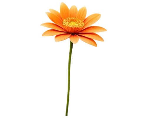 flowers png,orange flower,calendula,calenduleae,calendula flower,orange dahlia,defense,two-tone flower,gerbera,calendula officinalis,calendula suffruticosa,gazania,flower background,orange marigold,gerbera flower,yellow gerbera,minimalist flowers,asteraceae,orange,cleanup,Art,Classical Oil Painting,Classical Oil Painting 04