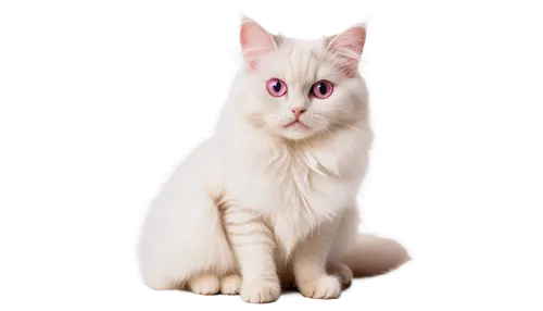 turkish angora,turkish van,japanese bobtail,pink cat,white cat,british longhair cat,oriental shorthair,cats angora,breed cat,birman,cat vector,kurilian bobtail,american bobtail,cat image,siamese cat,domestic long-haired cat,ragdoll,polydactyl cat,british semi-longhair,american curl,Photography,Fashion Photography,Fashion Photography 20