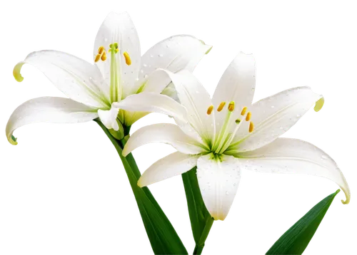 easter lilies,flowers png,white lily,lilies of the valley,madonna lily,lily of the valley,lilies,lillies,lily flower,flower background,lily of the field,white flower,lilly of the valley,white trumpet lily,delicate white flower,hymenocallis,flower wallpaper,grass lily,peace lilies,white flowers,Conceptual Art,Oil color,Oil Color 09