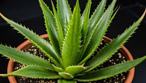 aloe barbadensis,aloe polyphylla,aloe vera,torch aloe,aloe,coral aloe,sansevieria,citronella,agave azul,pineapple plant,billbergia pyramidalis,agave,vriesea,billbergia nutans,monocotyledon,san pedro cactus,agave nectar,ceratostylis,ananas comosus,pontederia,Photography,General,Realistic