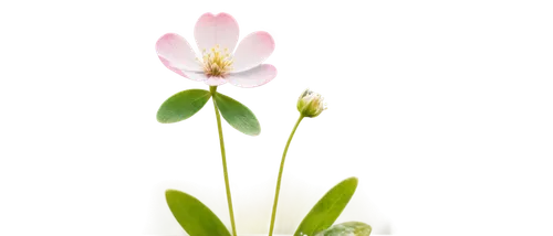 Delicate flowering clover, four-leafed, pink-white petals, yellow center, soft focus, shallow depth of field, warm sunlight, morning dew, detailed texture, realistic, 3/4 composition, subtle bokeh, ge