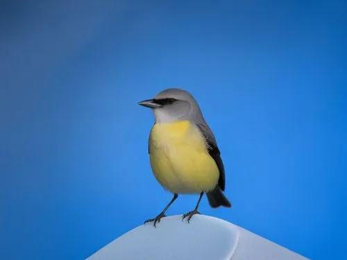 a small bird sitting on top of a small piece of furniture,eastern yellow robin,parus caeruleus,titmouse,yellow robin,kingbird,canary bird