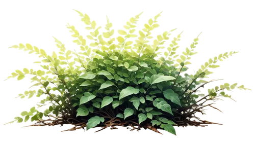 plantago,polygonum,cryptanthus,eucomis,darwinia,halophyte,pachysandra,golden candle plant,green plant,flowers png,pineapple lily,piperia,asparagaceae,aspidistra,forest plant,solidago,aaaa,decorative bush,sedum,buxus,Conceptual Art,Oil color,Oil Color 04