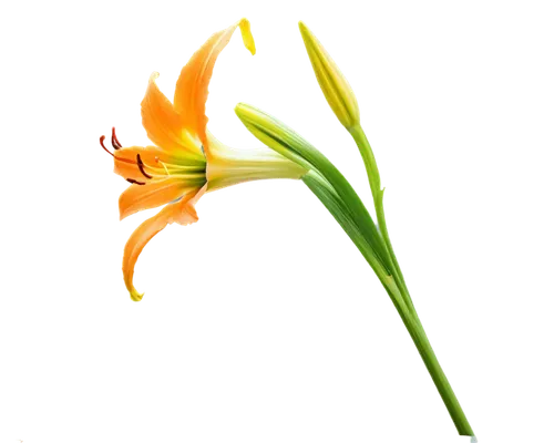 Daylily flower, orange petals, yellow center, delicate texture, trumpet-shaped bloom, slender stem, green leaves, morning dew, soft natural light, 3/4 composition, shallow depth of field, warm color t