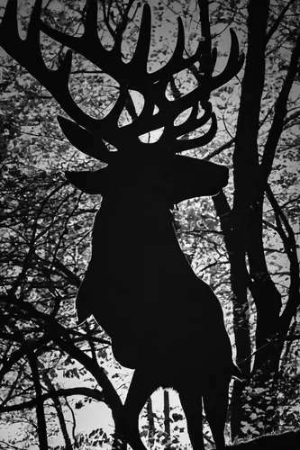 deer silhouette,animal silhouettes,stag,glowing antlers,manchurian stag,antler velvet,antlers,buffalo plaid antlers,pere davids deer,tree silhouette,elk,bull elk on lateral moraine,cervus elaphus,bull elk next to madison river,old tree silhouette,deer bull,crown silhouettes,trioceros,antler,winter deer,Photography,Black and white photography,Black and White Photography 08