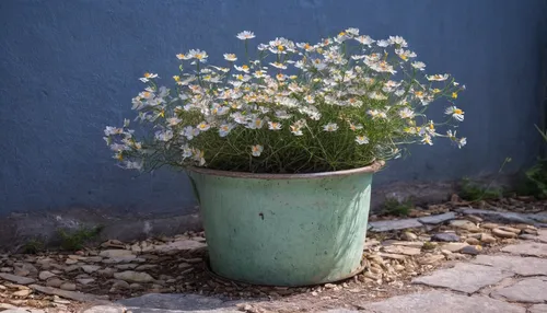 evergreen candytuft,bag of gypsophila,gypsophila,candytuft,argyranthemum frutescens,saxifragales,alyssum,mediterranean baby's breath,tanacetum parthenium,moss saxifrage,erigeron,saxifraga arendsi,galium,androsace rattling pot,flowerpot,marguerite daisy,garden pot,euphorbia milii,potted flowers,flower pot,Conceptual Art,Graffiti Art,Graffiti Art 04