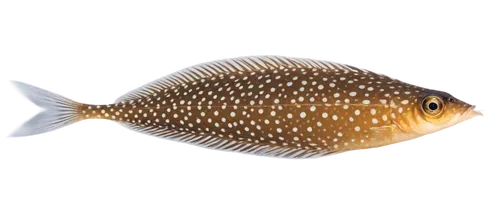 Juvenile flounder, flatfish, small size, white belly, brown back, big eyes, tiny mouth, fins up, swimming pose, shiny scales, soft lighting, underwater scene, gentle ripples, 3/4 composition, shallow 