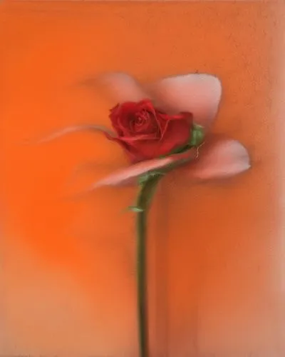 orange rose,dried rose,rosse,orange roses,rosebud,landscape rose