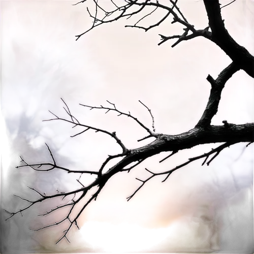 leafless,tree silhouette,old tree silhouette,tree branches,arbre,bare tree,abstract silhouette,branches,bare trees,tree thoughtless,foresees,photo art,winter tree,dead branches,setting sun,vignetting,unbranched,branched,bare branch,tree branch,Art,Artistic Painting,Artistic Painting 46