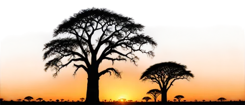 African savannah, vibrant orange sunset, acacia trees silhouette, majestic baobab tree, grasslands, warm golden light, low angle shot, panoramic view, 3/4 composition, shallow depth of field, cinemati