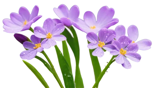 flowers png,crocuss,crocuses,crocus flowers,saffron crocus,cretan crocus,purple crocus,tulipan violet,spring crocus,crocus,crocus vernus,violet flowers,purple flowers,tommie crocus,flower background,defense,purple,violet tulip,purple irises,flower purple,Conceptual Art,Daily,Daily 23