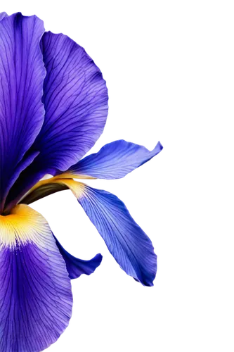 flowers png,purple morning glory flower,lisianthus,flower background,purple flower,crown chakra flower,flower purple,windflower,balloon flower,violet flowers,blue violet,lavender flower,blue flower,petals purple,violet colour,floral digital background,pansies,algerian iris,flower illustrative,purple background,Illustration,Abstract Fantasy,Abstract Fantasy 22