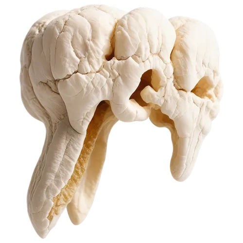 oyster mushroom,matsutake,cerebrum,edible mushrooms,cauliflower,edible mushroom,agaricus,champignon mushroom,dall's sheep,pleurotus eryngii,anti-cancer mushroom,fetus skull,meerschaum pipe,lingzhi mushroom,greater galangal,head of garlic,uterine,elephant garlic,false morel,galangal,Illustration,Paper based,Paper Based 23