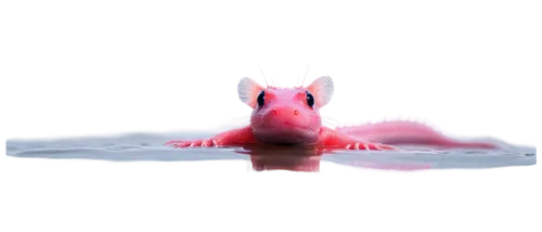 Axolotl, Mexican salamander, cute, aquatic animal, pinkish-brown skin, feathery gills, black eyes, smiling face, floating in water, transparent background, shallow depth of field, soft focus, natural 