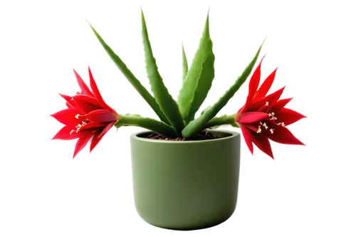 bromelia,bromeliad,potted plant,xmas plant,christmas flower,bromeliads,flowers png,hippeastrum,cactus digital background,bromeliaceae,red cactus flower,flower background,succulent in dark red pot,cryptanthus,red flower,succulent plant,tenuifolia,schlumbergera,hostplant,guzmania,Art,Classical Oil Painting,Classical Oil Painting 29