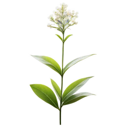 veratrum,pineapple lily,stevia rebaudiana,alternanthera,citronella,stevia,cherry laurel,small-leaf lilac,aesculus,plantago,aromatic plant,fernleaf lavender,tea plant,thick-leaf plant,dulcimer herb,ocimum tenuiflorum,hojicha,ruprecht herb,allspice,morinda citrifolia,Illustration,Realistic Fantasy,Realistic Fantasy 28