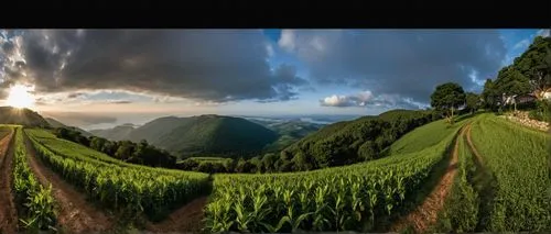 tea plantations,tea plantation,tea field,rice terraces,rice terrace,grain field panorama,munnar,coonoor,heart tea plantation,360 ° panorama,panorama from the top of grass,ha giang,moc chau tea hills,panoramic landscape,tea garden,view panorama landscape,rice field,thamarassery,rice fields,machupicchu,Photography,General,Realistic