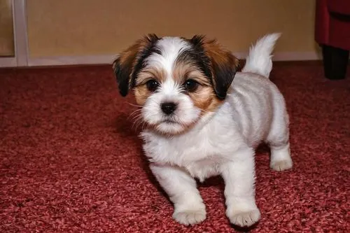 Adorable Shih Tzu Jack Russell mix puppies, 3-4 months old, fluffy white and brown fur, big round eyes, cute pink noses, tiny paws, curly tails, playing, running, jumping, cuddling, lying down, in a c