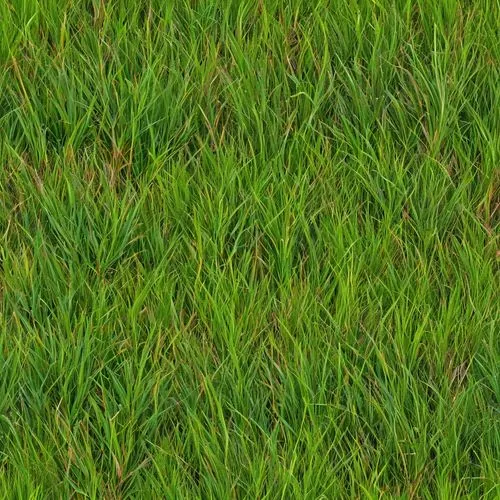 zoysia,block of grass,paspalum,grass,green wallpaper,cordgrass,grass grasses,gras,lawn,golf course grass,green lawn,green grass,grass blades,rice field,grassman,brick grass,long grass,ricefield,paddy field,tenuifolia,Illustration,Abstract Fantasy,Abstract Fantasy 10