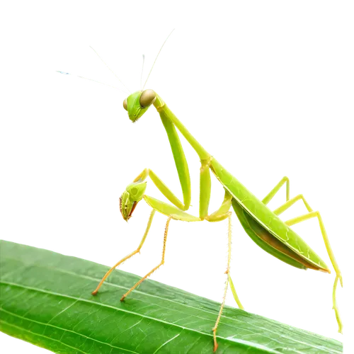 mantidae,mantis,praying mantis,northern praying mantis (martial art),grasshopper,katydid,insect,locust,male model,loukaniko,paparra,patrol,gekkonidae,varanidae,cricket-like insect,limulidae,male,halictidae,membrane-winged insect,jiminy cricket,Art,Classical Oil Painting,Classical Oil Painting 32