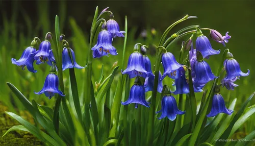 bluebells,beautiful bluebells,muscari,muscari armeniacum,blue grape hyacinth,bluebell,grape hyacinths,siberian squill,gentians,grape hyacinth,gentian family,common grape hyacinth,iris reticulata,gentiana,blue violet,grape-hyacinth,blue flowers,gentian,camas,bellflowers,Art,Classical Oil Painting,Classical Oil Painting 05