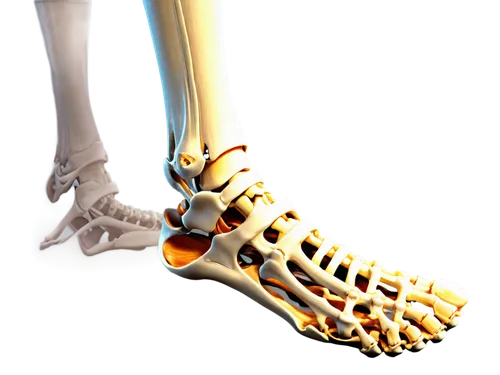 human ankle bone, detailed skeletal structure, white bone, joint connecting tibia and fibula, tendons and ligaments, 3D rendering, close-up shot, dramatic lighting, high contrast, realistic texture, m