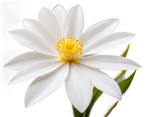 the white chrysanthemum,white chrysanthemum,white flower,white water lily,white lily,white cosmos,white dahlia,delicate white flower,shasta daisy,marguerite daisy,daisy flower,white passion flower,african daisy,margueritte,white petals,white daisies,flower of water-lily,flowers png,daisylike,flower background,Illustration,Black and White,Black and White 32