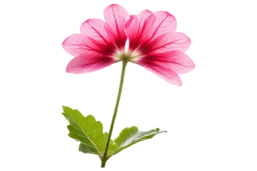 pink flower,flower background,flowers png,flower wallpaper,gerbera flower pink,pink chrysanthemum,gerbera flower,pink geranium,pink clover,red clover flower,cosmos flower,klatschmohn,geranium pink,gerbera,pink cosmea,carnation of india,flower pink,malope,pink carnation,dianthus,Art,Artistic Painting,Artistic Painting 07