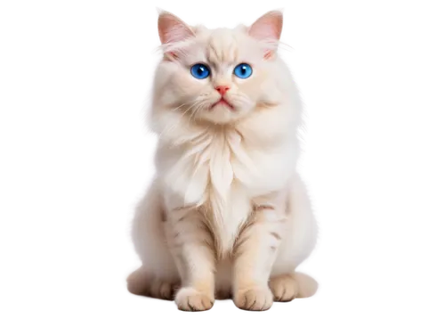 cat on a blue background,white cat,cat with blue eyes,blue eyes cat,british longhair cat,himalayan persian,siberian cat,snowbell,colotti,cat vector,breed cat,birman,siamese cat,felino,transparent background,siamese,cat image,garrison,cute cat,bleustein,Conceptual Art,Daily,Daily 06