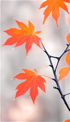 fall foliage, vibrant orange yellow red leaves, curled twisted branches, natural light, warm color tone, shallow depth of field, 3/4 composition, solo leaf, close-up, macro shot, soft focus, bokeh bac