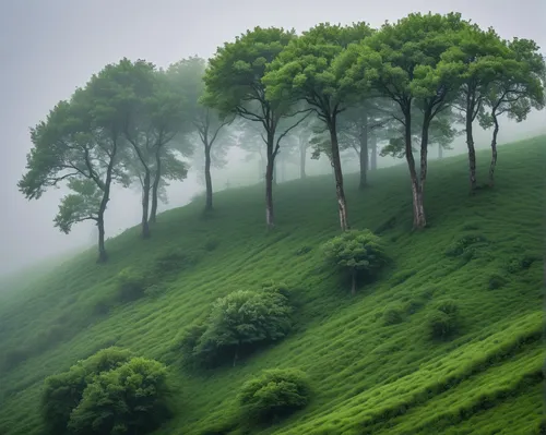 green landscape,green trees,green forest,green wallpaper,tea field,tea plantations,greenery,green meadow,foggy landscape,green tree,green trees with water,nature landscape,green fields,aaa,landscape nature,rolling hills,green space,natural landscape,tea plantation,green,Photography,General,Natural