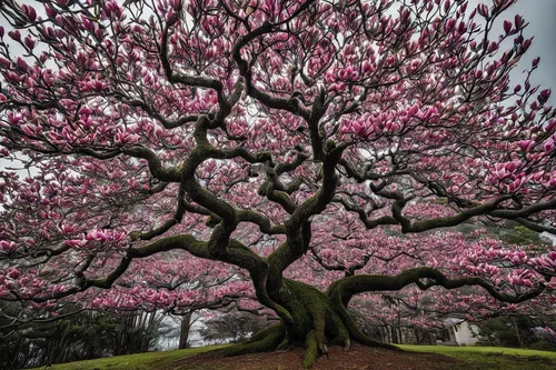 Tell a story about a pink magnolia tree surviving a harsh winter storm.,magnolia tree,magnolia trees,blossom tree,japanese magnolia,saucer magnolia,pink magnolia,cherry blossom tree,flower tree,sakura