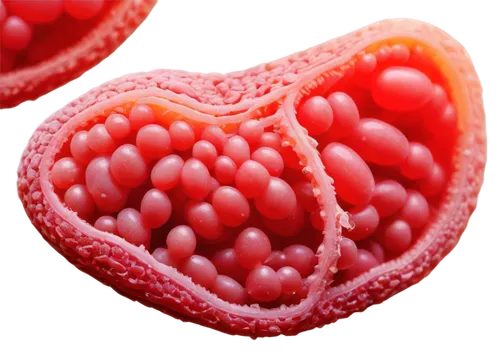 hypercholesterolemia,lipoproteins,lipoprotein,antiplatelet,lycopene,cardiomyocytes,spherules,erythrocytes,eosinophil,stents,apolipoprotein,lychees,quark raspberries,vesicles,puffy hearts,thrombophilia,watermelon background,thrombus,heartworms,ovule,Photography,Black and white photography,Black and White Photography 15