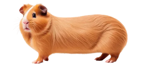 guineapig,capybara,guinea pig,gerbil,aardvark,pig,ham,hamster,boar,babi panggang,animal mammal,cynthia (subgenus),przewalski,suckling pig,guinea pigs,long hair chihuahua,fatayer,cavy,mini pig,mouse bacon,Art,Classical Oil Painting,Classical Oil Painting 17