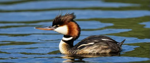 great crested grebe,grebe,western grebe,american merganser,hooded merganser,common merganser,charadriiformes,red-breasted merganser,galliformes,great-crested grebe eggs,water fowl,fringilla coelebs,platycercus elegans,australian shelduck,platycercus,doñana national park,platycercus eximius,brahminy duck,schwimmvogel,eastern crowned crane,Art,Classical Oil Painting,Classical Oil Painting 08