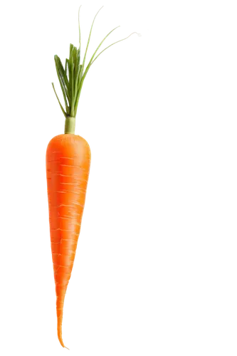 carrot,carrot pattern,carrots,root vegetable,big carrot,baby carrot,love carrot,carrot salad,carrot juice,a vegetable,carrot print,vegetable,wall,vegetable outlines,root vegetables,kawaii vegetables,superfruit,cleanup,patrol,crudités,Illustration,Vector,Vector 11