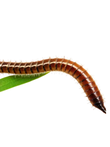 Armyworms, insect, multiple worms, brown body, segmented, tiny legs, antennae, green leaves, natural habitat, daytime, soft focus, shallow depth of field, warm color tone, cinematic lighting, 3/4 comp