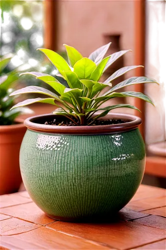 garden pot,terracotta flower pot,androsace rattling pot,wooden flower pot,potted palm,two-handled clay pot,plant pot,clay pot,pot plant,citronella,china pot,plants in pots,potted plant,sansevieria,flower pot,flowerpot,pineapple plant,golden pot,aloe vera,plant pots,Unique,3D,Panoramic