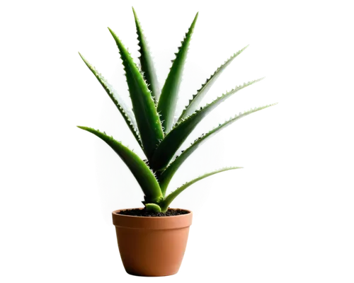 Aloe vera plant, green thick fleshy leaves, serrated edges, white spots, upright growth, clay pot, soil, morning dew, soft natural light, 3/4 composition, shallow depth of field, warm color tone, cine