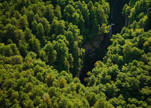 coniferous forest,temperate coniferous forest,forests,germany forest,green forest,tropical and subtropical coniferous forests,larch forests,the forests,mixed forest,tree tops,bavarian forest,forest floor,green trees with water,forest landscape,fir forest,green trees,aerial landscape,from the air,spruce-fir forest,deciduous forest,Art,Artistic Painting,Artistic Painting 36