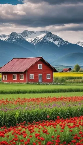 field of poppies,poppy fields,tulips field,poppy field,field of flowers,flower field,red poppies,tulip fields,tulip field,flowers field,blanket of flowers,red barn,red tulips,landscape red,beautiful landscape,blooming field,meadow landscape,home landscape,red flowers,vegetables landscape,Photography,General,Realistic