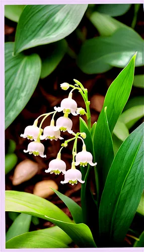 Lily of the Valley flowers, white bell-shaped petals, yellow-green tips, delicate stems, leaves with pointed tips, forest floor, morning dew, soft natural light, 3/4 composition, shallow depth of fiel