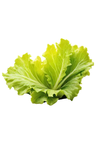 Fresh green lettuce, crisp leaves, curled edges, delicate veins, dew drops, morning sunlight, soft focus, 3/4 composition, shallow depth of field, warm color tone, cinematic lighting, transparent back