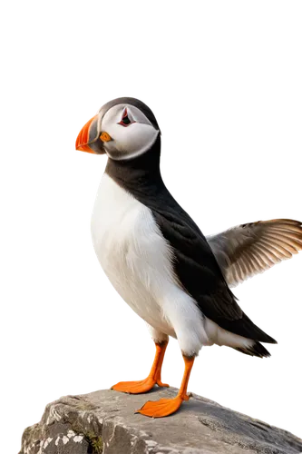 puffin,puffinus,orange gull,rockerduck,gullfaks,galliformes,farnes,laridae,farne,skomer,setit,larus,whitelocke,hyuck,alcidae,shelduck,gentoo,kelp gull,seabird,orange beak,Unique,Design,Character Design