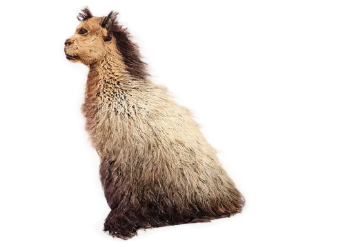 viscacha,sylvilagus,shearmur,solenodon,rycote,hutia,brachyurus,porcupine,uintatherium,hedgecock,nipalensis,spermophilus,capybara,patagonian hare,sciuridae,lampsacus,wiwaxia,callicebus,llama,megatherium,Illustration,Japanese style,Japanese Style 05