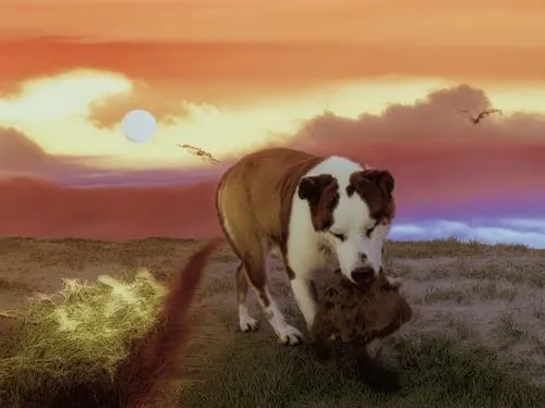 a dog stands on the ground looking at soing with its mouth,shadowfax,dubernard,sparklehorse,muldaur,huyghe,borzoi