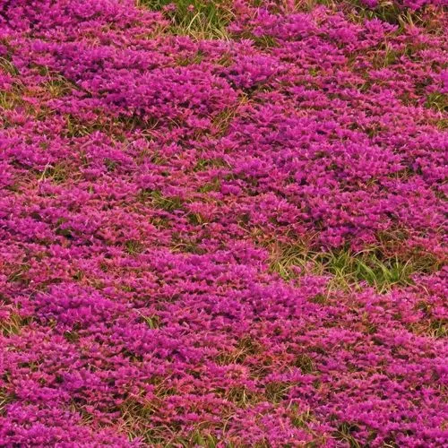 seamless multi colored pink grass ground texture,bougainvilleans,azaleas,pink grass,bougainvillea azalea,pink azaleas,bougainvilleas,bougainvillea,coral bush,blanket of flowers,calluna,flower carpet,s