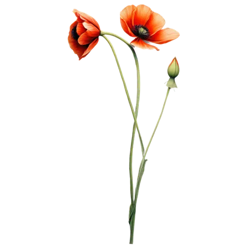 flowers png,tulip background,orange red flowers,red orange flowers,orange poppy,flower background,Illustration,Realistic Fantasy,Realistic Fantasy 14