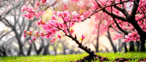 spring background,japanese sakura background,springtime background,sakura background,spring blossom,japanese cherry trees,sakura trees,cherry trees,blooming trees,pink magnolia,cherry blossoms,spring blossoms,pink cherry blossom,cherry blossom,spring nature,cherry blossom tree,japanese cherry blossoms,the cherry blossoms,hanami,sakura tree,Conceptual Art,Sci-Fi,Sci-Fi 28